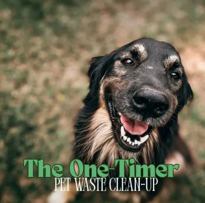 Custom lawn care service experts serving Lakeland, FL - Dew Dew Pet & Lawn Services