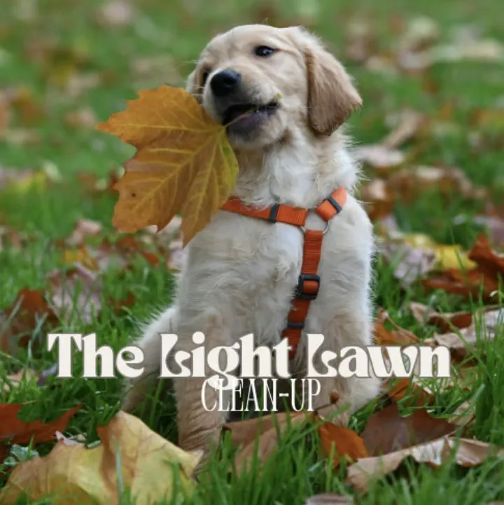 Expert landscaping services for beautiful yards in Lakeland, FL by Dew Dew Pet & Lawn Services