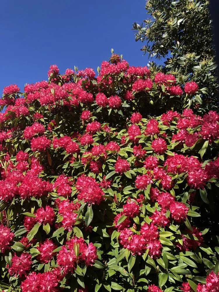 Custom lawn mowing service in Spokane Valley, WA - Dew Drop Sprinklers & Landscaping