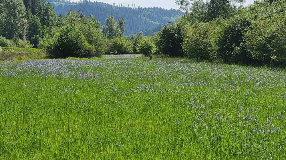 Affordable landscaping services for outdoor upgrades in Spokane Valley, WA by Dew Drop Sprinklers & Landscaping