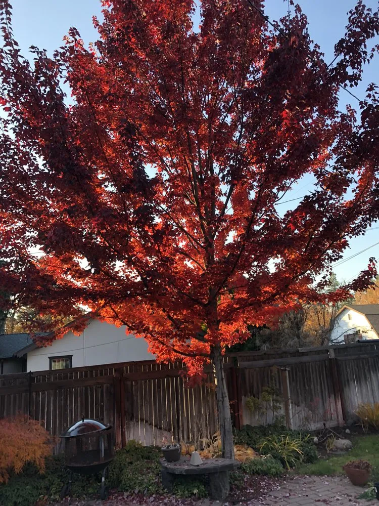 Expert lawn care service in Spokane Valley, WA by Dew Drop Sprinklers & Landscaping