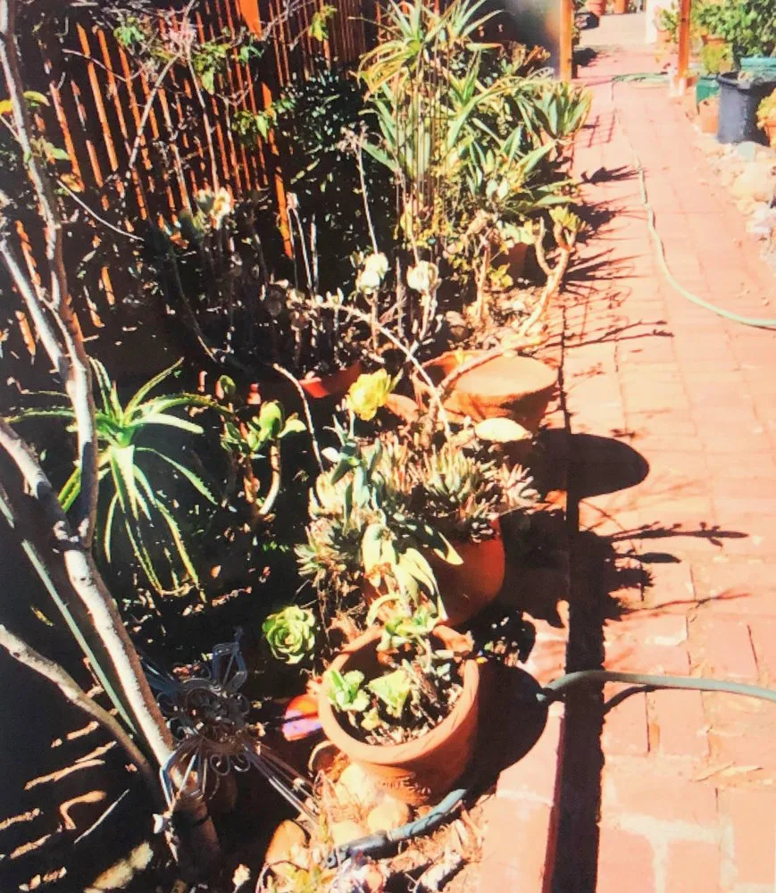 Trusted garden landscaping with custom design in San Diego, CA by Dew Gardens