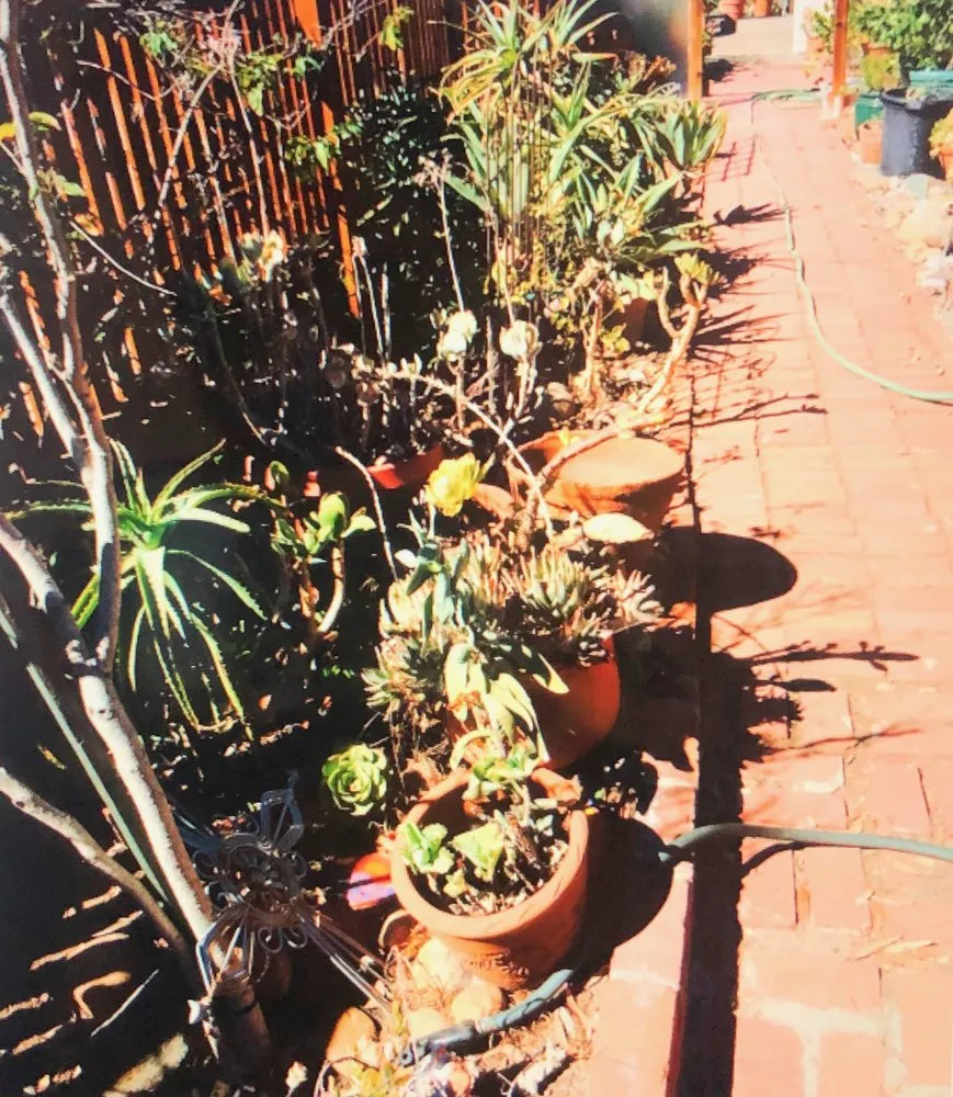 Reliable garden landscaping for outdoor upgrades across San Diego, CA - Dew Gardens