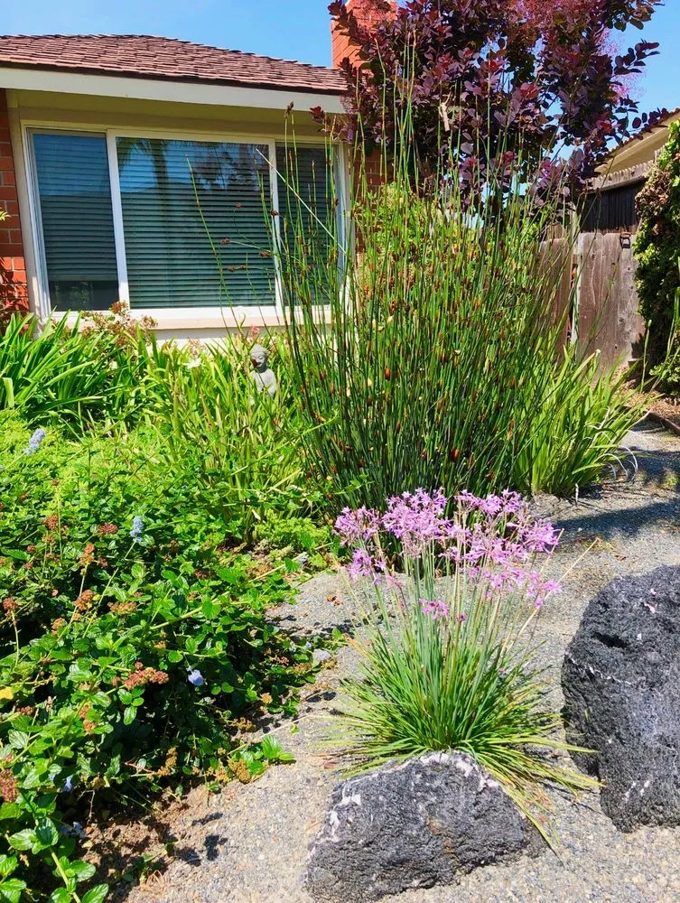 Trusted yard maintenance in San Diego, CA by Dew Gardens