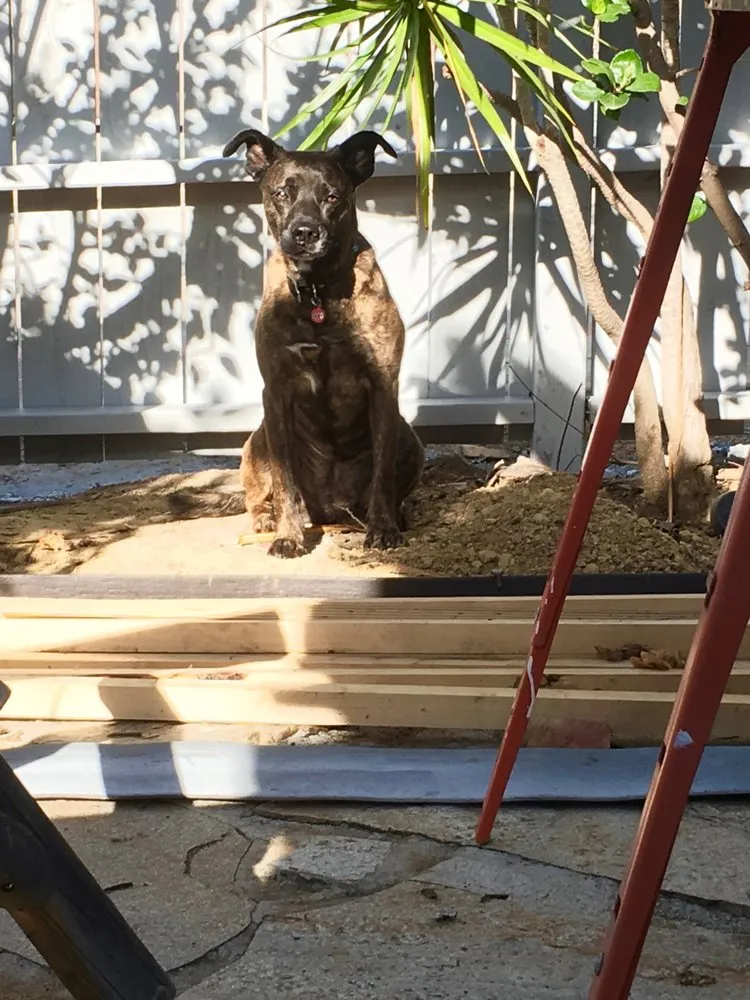 Top-rated lawn care service for beautiful yards across San Diego, CA - Dew Gardens