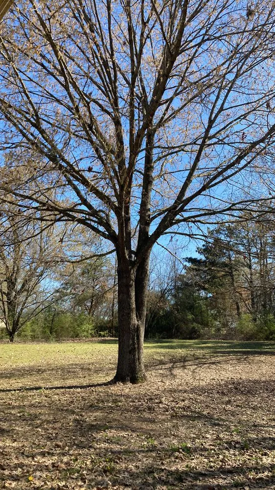 Local yard maintenance for year-round maintenance in Anamosa, IA by Dewalt Family Services