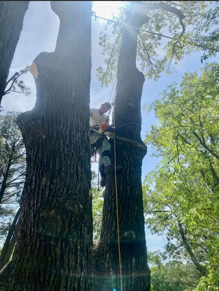 Affordable lawn care service in Anamosa, IA by Dewalt Family Services