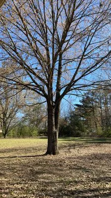 Dewalt Family Services