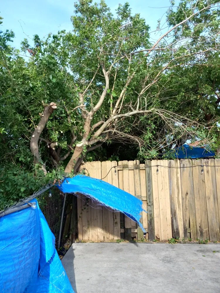 Trusted yard cleanup service in Miami, FL by Dewberry & Mills Cleaning Services