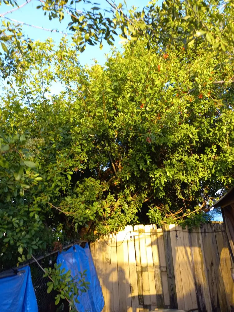 Professional lawn mowing service for homes in Miami, FL by Dewberry & Mills Cleaning Services