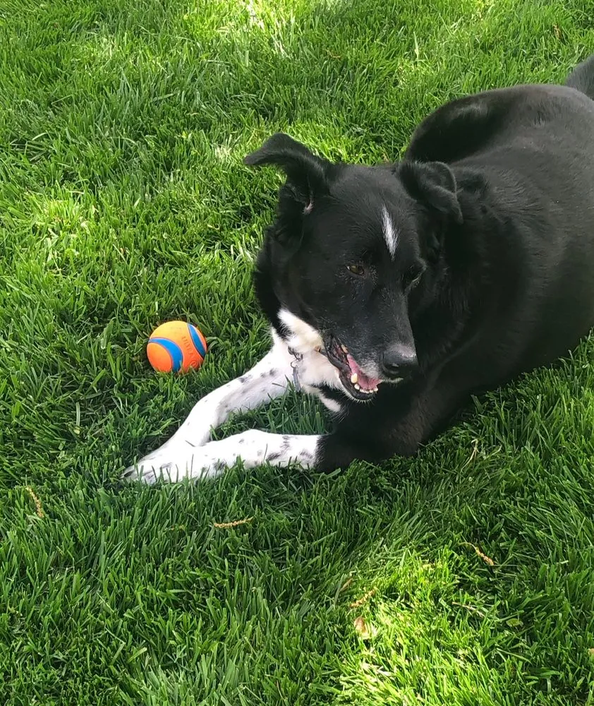 Top-rated landscaping services experts serving Overland Park, KS - DEX Lawn and Landscape