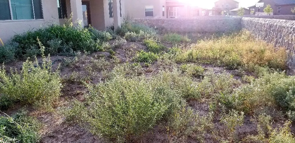 Expert residential landscaping for year-round maintenance in El Paso, TX by Dezert Ratz Landscape & Fabrication