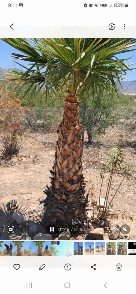 Affordable yard cleanup service in Littlefield, AZ by DFR Land Skeeping