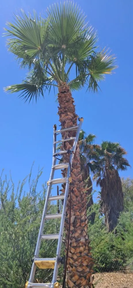 Reliable residential landscaping for homes across Littlefield, AZ - DFR Land Skeeping