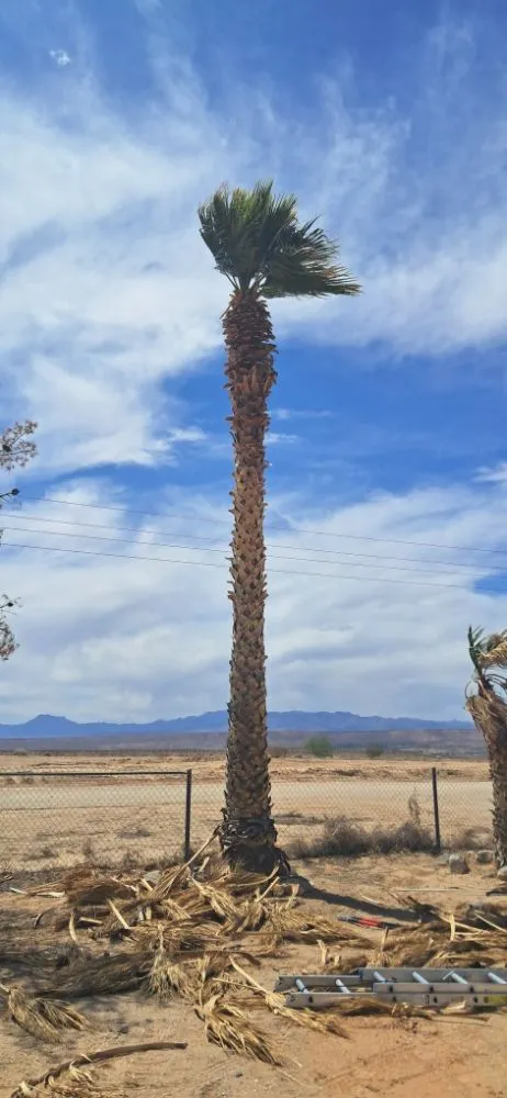 Local landscaping services experts serving Littlefield, AZ - DFR Land Skeeping