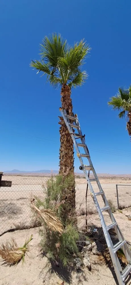 Affordable garden landscaping in Littlefield, AZ - DFR Land Skeeping