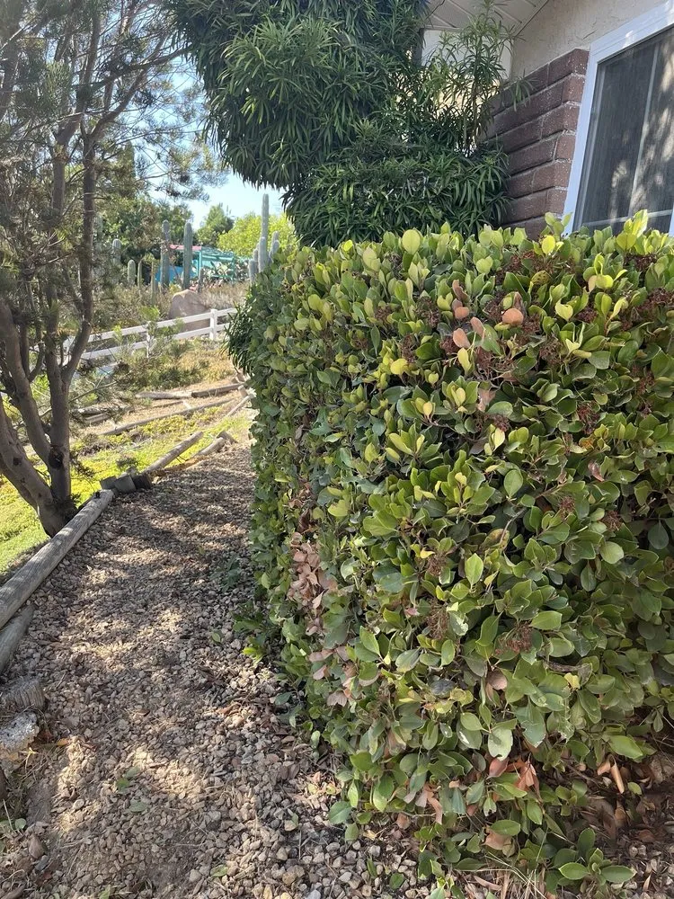 Custom yard cleanup service in Chula Vista, CA by D&G Gardening