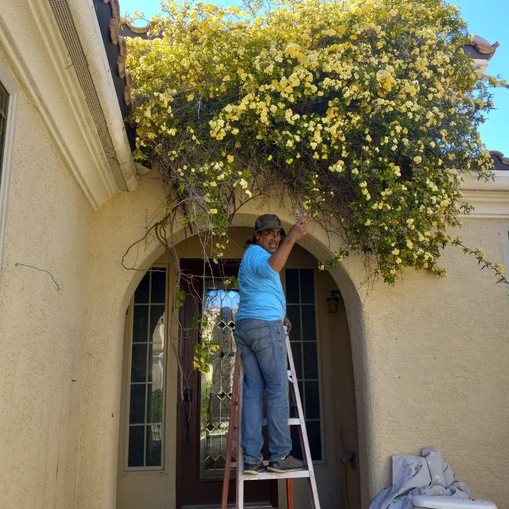 Reliable lawn mowing service experts serving North Las Vegas, NV - DG General Landscaping Services