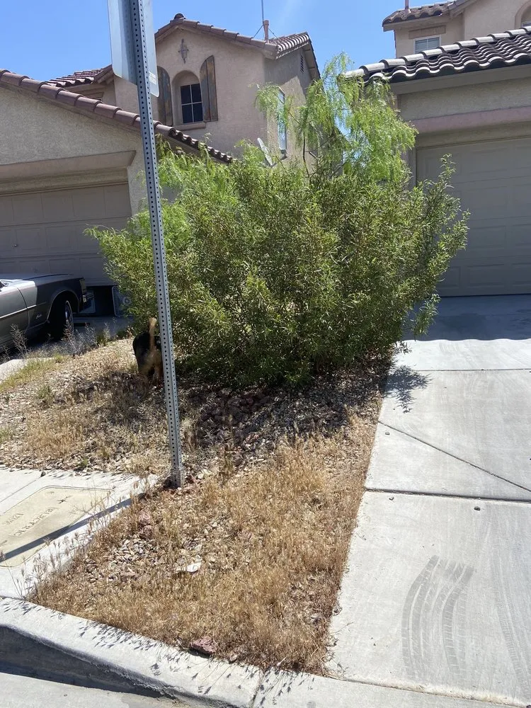 Local landscape installation in North Las Vegas, NV - DG General Landscaping Services