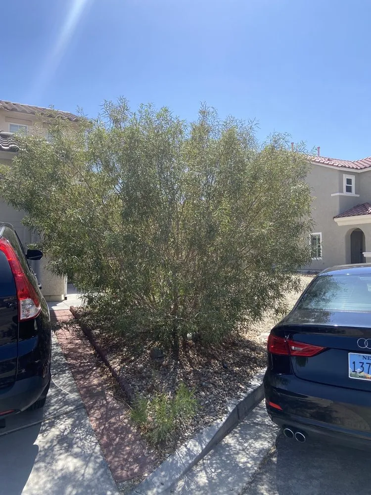 Affordable landscape design for homes in North Las Vegas, NV by DG General Landscaping Services