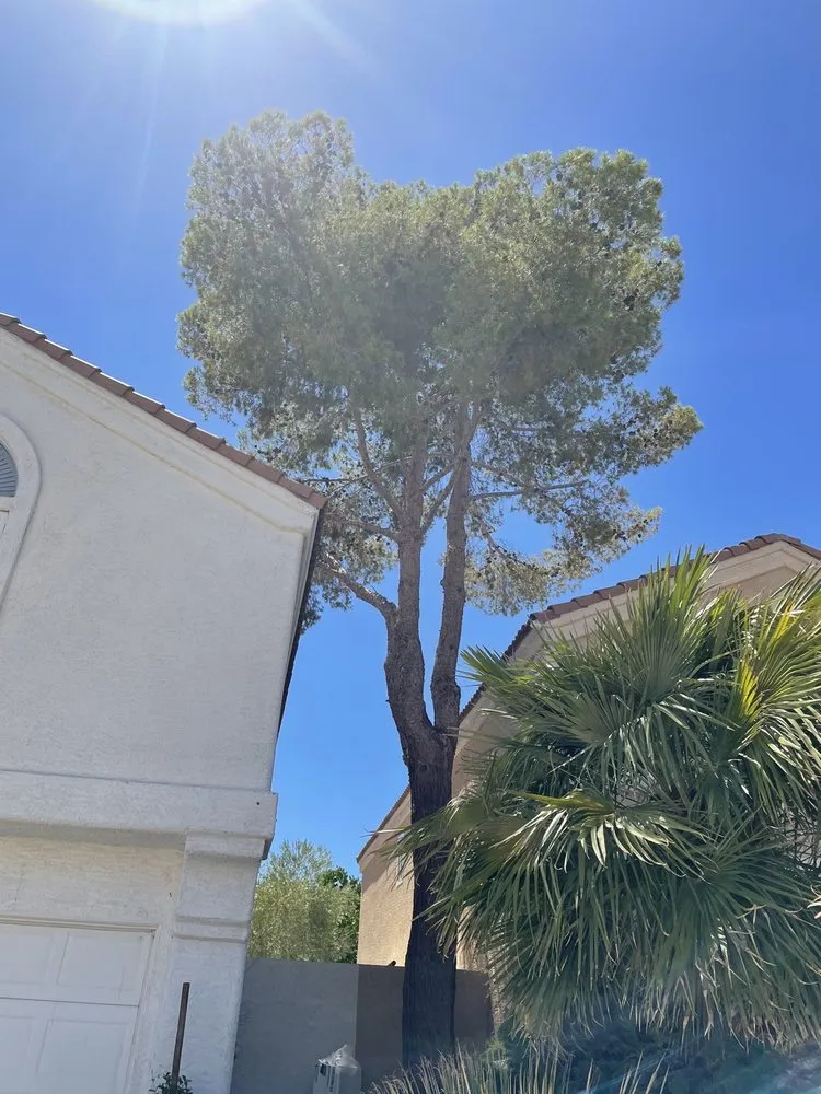 Local garden landscaping in North Las Vegas, NV by DG General Landscaping Services