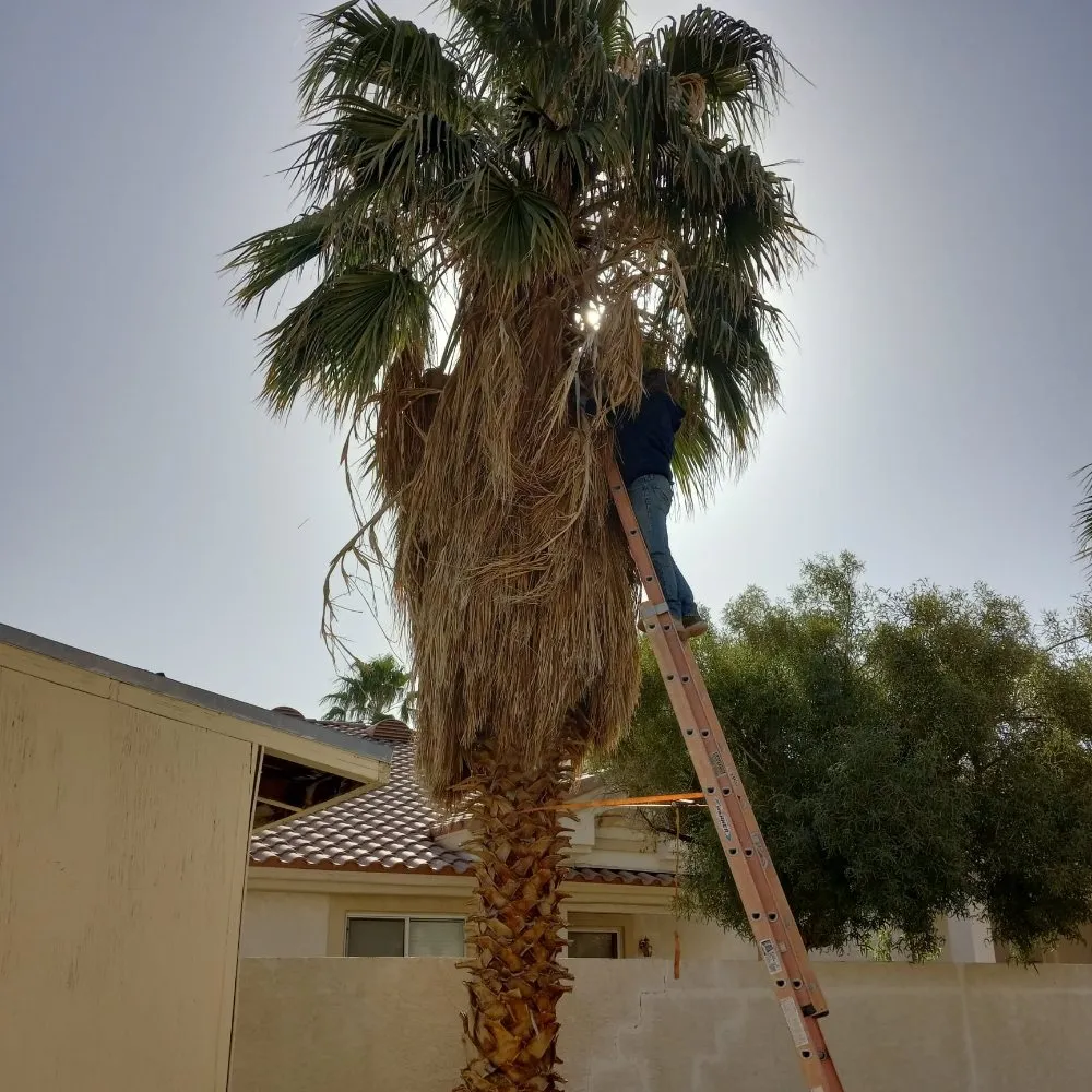 Affordable residential landscaping for beautiful yards in North Las Vegas, NV by DG General Landscaping Services