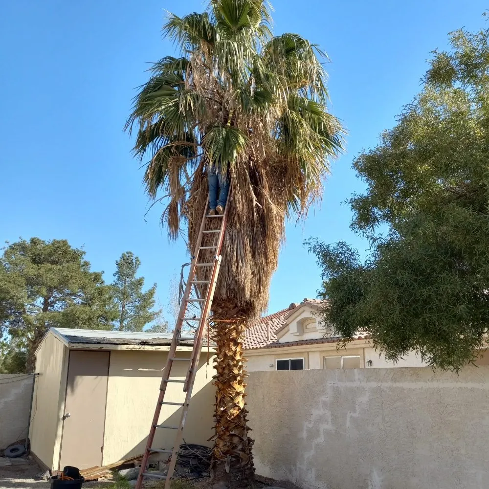 Expert landscape installation in North Las Vegas, NV by DG General Landscaping Services