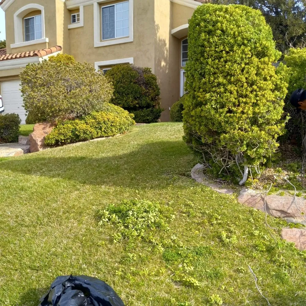 Professional lawn care service in North Las Vegas, NV - DG General Landscaping Services