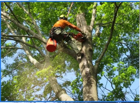 Reliable yard maintenance for homes across Perris, CA - DG Landscaping & Maintenance