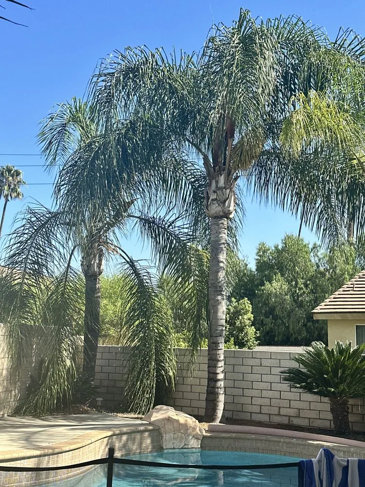 Trusted yard cleanup service in Jurupa Valley, CA by D&G Landscaping & Tree Service