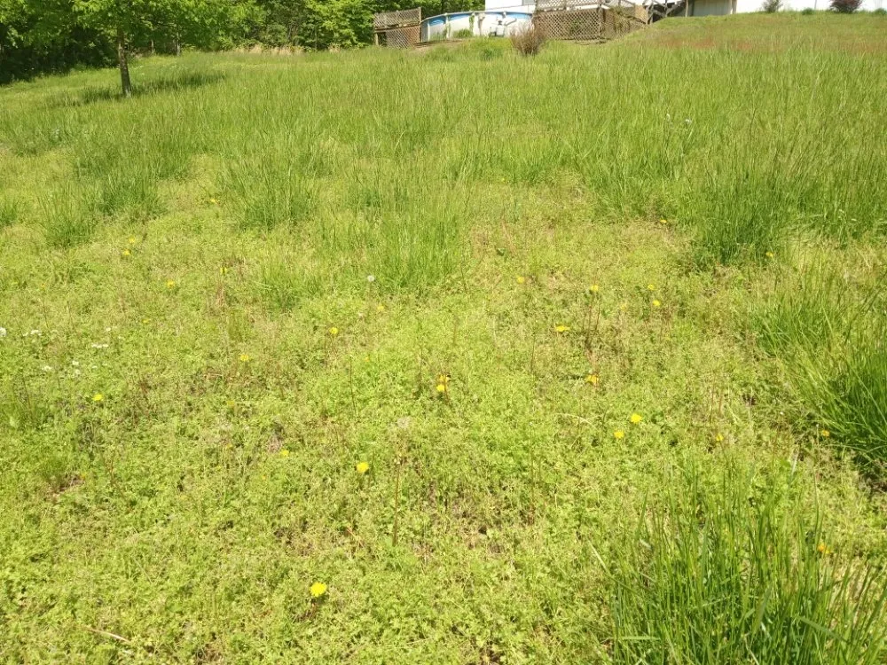 Top-rated yard cleanup service in Monticello, KY - DG LawnCare