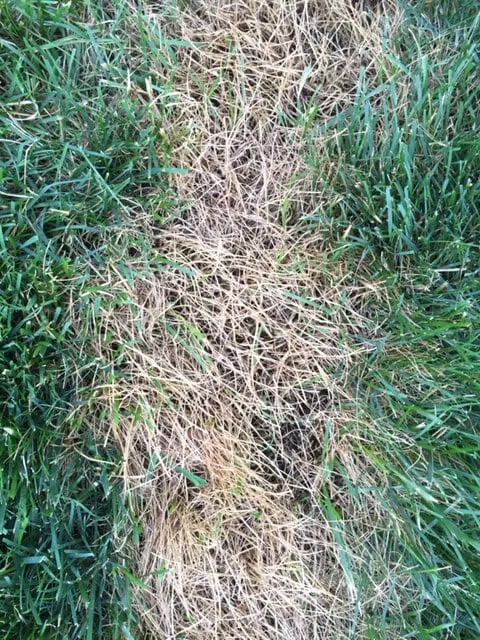 Trusted residential landscaping experts serving South Lyon, MI - D&G Natures Way Lawn Care