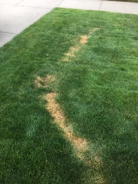 Local landscaping services for outdoor upgrades in South Lyon, MI by D&G Natures Way Lawn Care