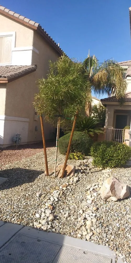 Local yard maintenance in Las Vegas, NV by Dg scapes