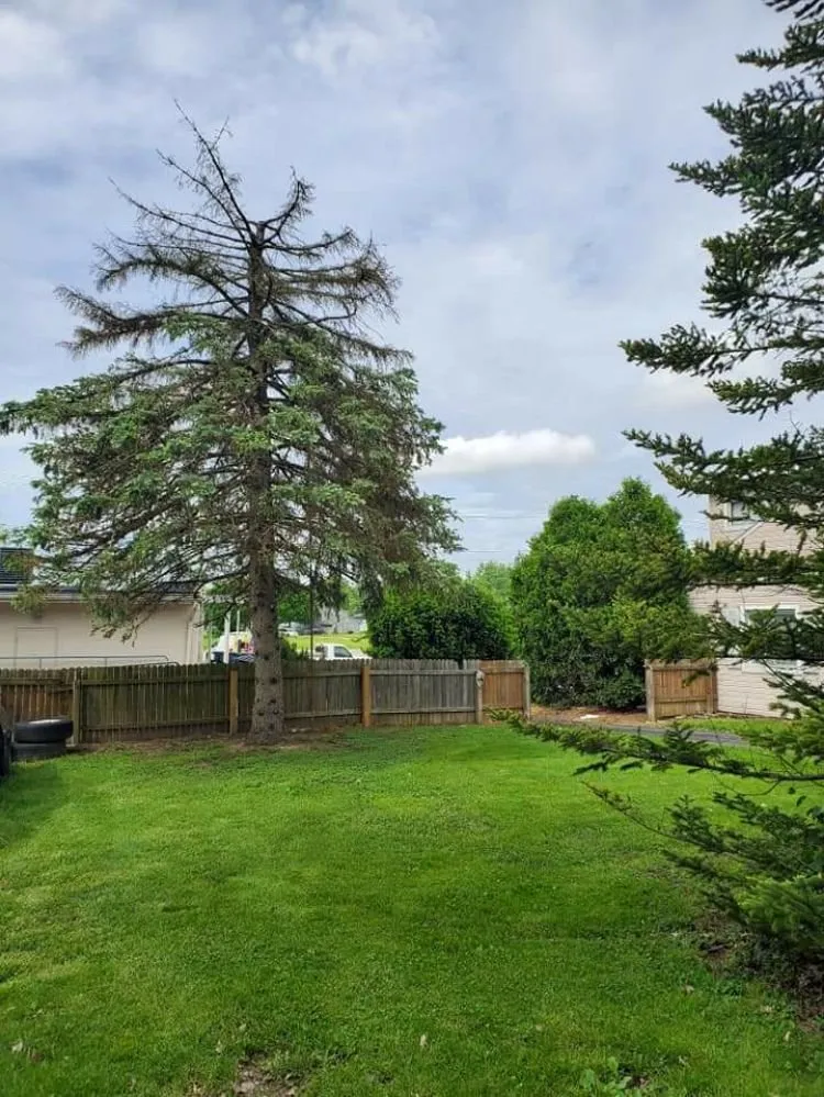 Local yard cleanup service in Muncie, IN - DG Tree Trimming and Removal