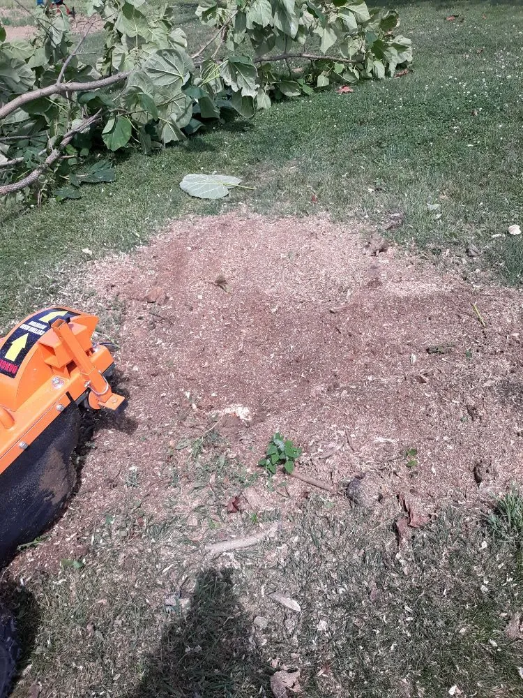 Professional outdoor landscaping experts serving Muncie, IN - DG Tree Trimming and Removal