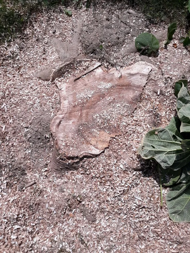 Trusted outdoor landscaping experts serving Muncie, IN - DG Tree Trimming and Removal