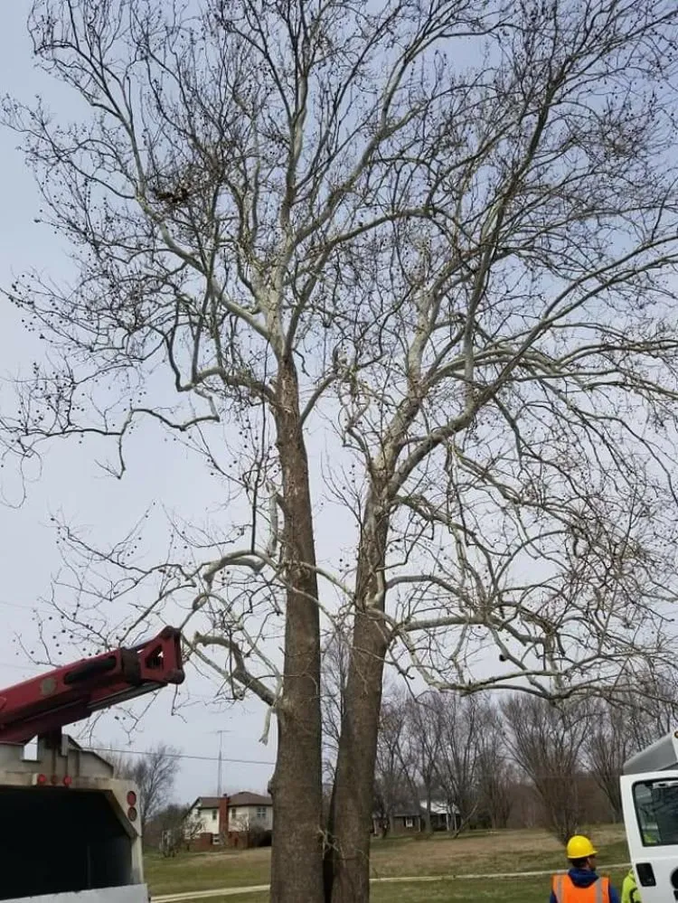Local garden landscaping near you across Muncie, IN - DG Tree Trimming and Removal