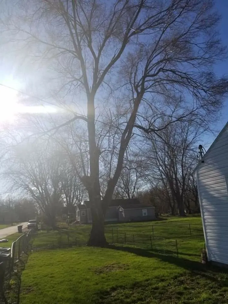 Local lawn care service in Muncie, IN by DG Tree Trimming and Removal