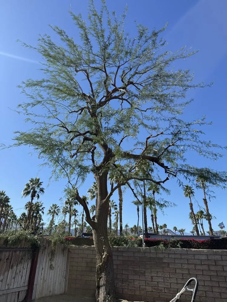 Professional landscaping services in Thousand Palms, CA - Dg's Landscape