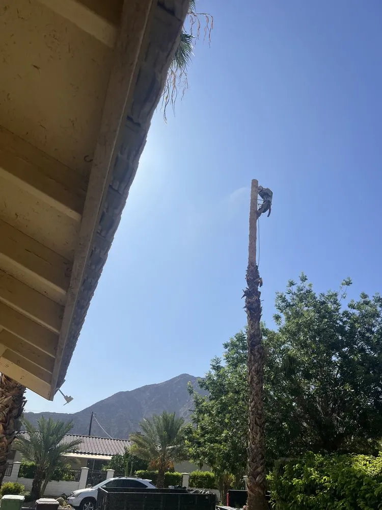 Top-rated yard maintenance experts serving Thousand Palms, CA - Dg's Landscape