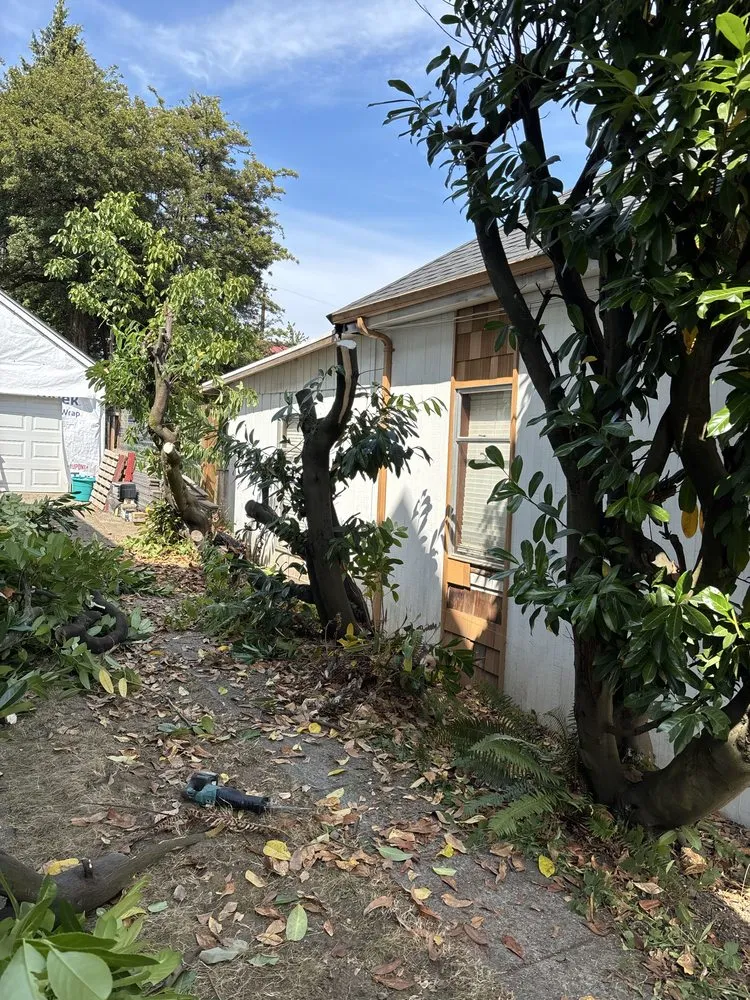 Local yard maintenance for beautiful yards in Seattle, WA by DH Hauling and Demo