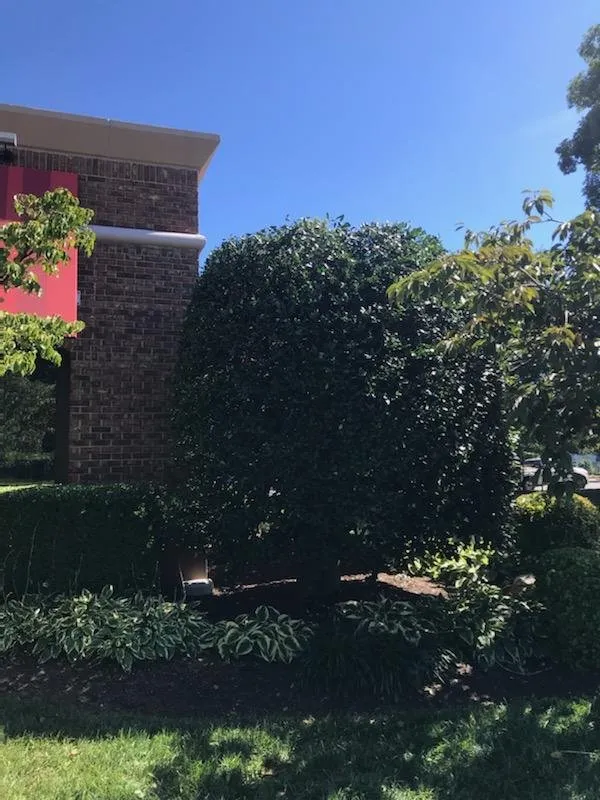 Trusted lawn mowing service experts serving Triangle, VA - DH Landscape Services