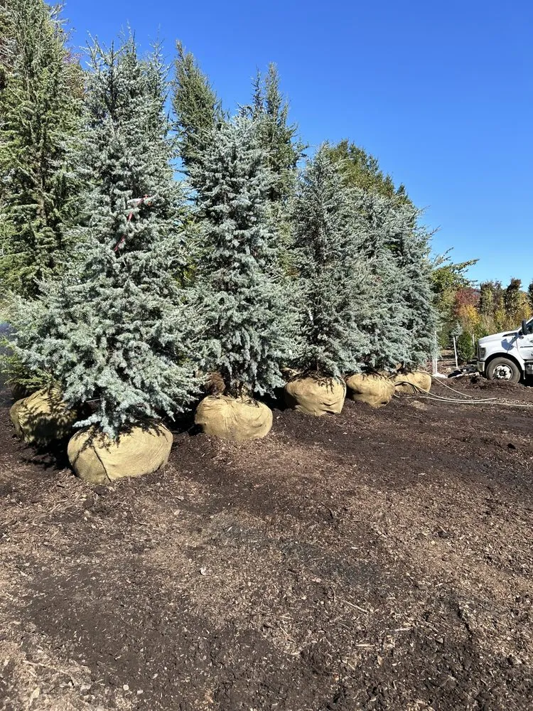 Reliable lawn mowing service in Aldie, VA - DH Landscapes & Site Services