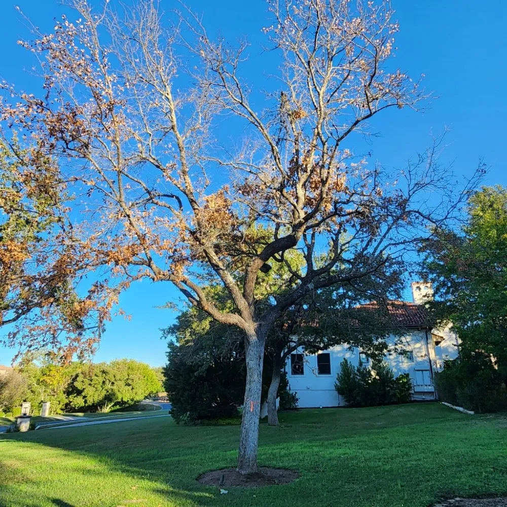 Local lawn care service experts serving Austin, TX - DH Landscaping