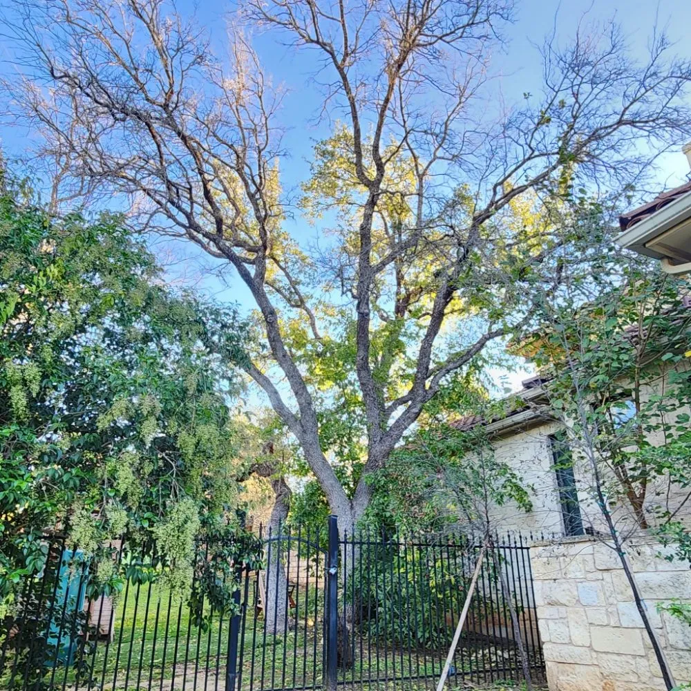 Custom outdoor landscaping in Austin, TX by DH Landscaping