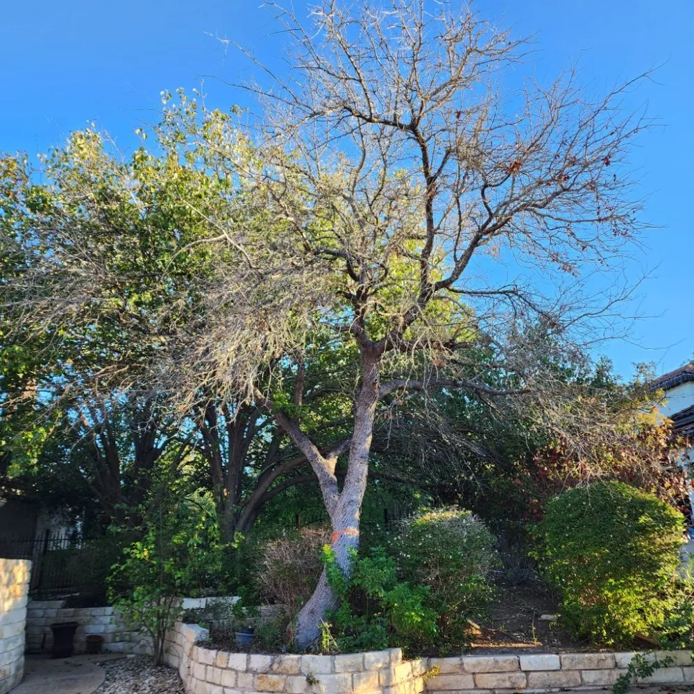 Affordable landscape installation for year-round maintenance across Austin, TX - DH Landscaping