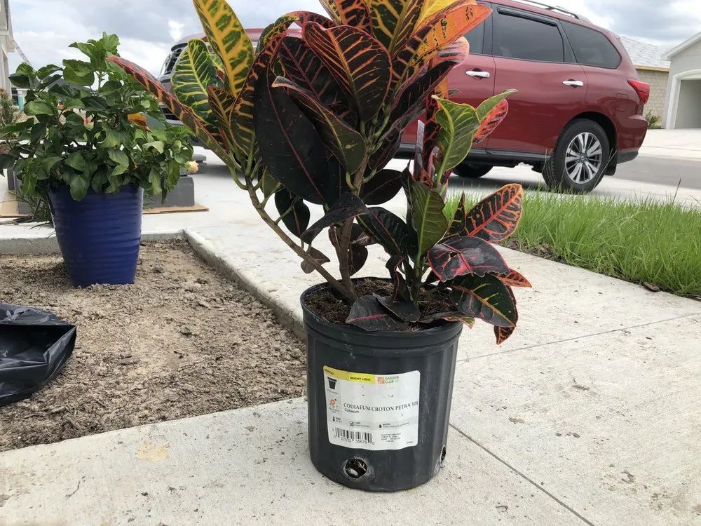 Top-rated yard cleanup service for homes in Winter Haven, FL by D&H Lawn care and pressure washing services