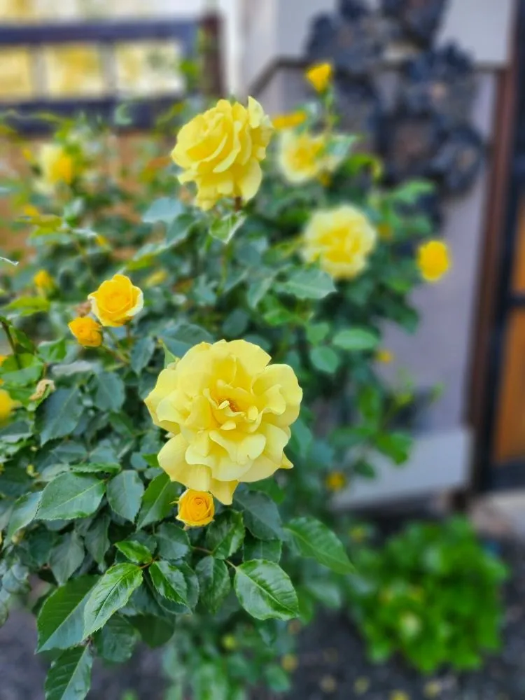 Professional landscaping services in Vacaville, CA - DHC Landscape