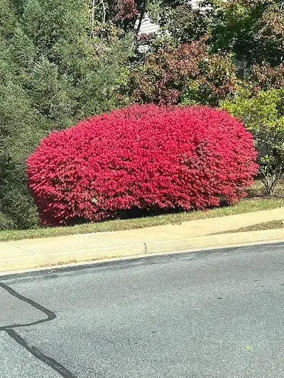 Affordable yard maintenance experts serving Chillum, MD - DHL Lawn Services